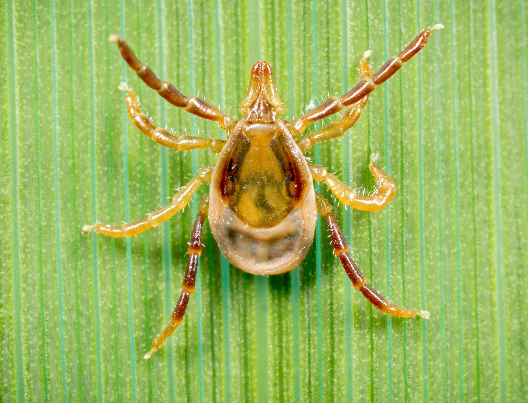 Parasite myths NZ pet owners can ignore