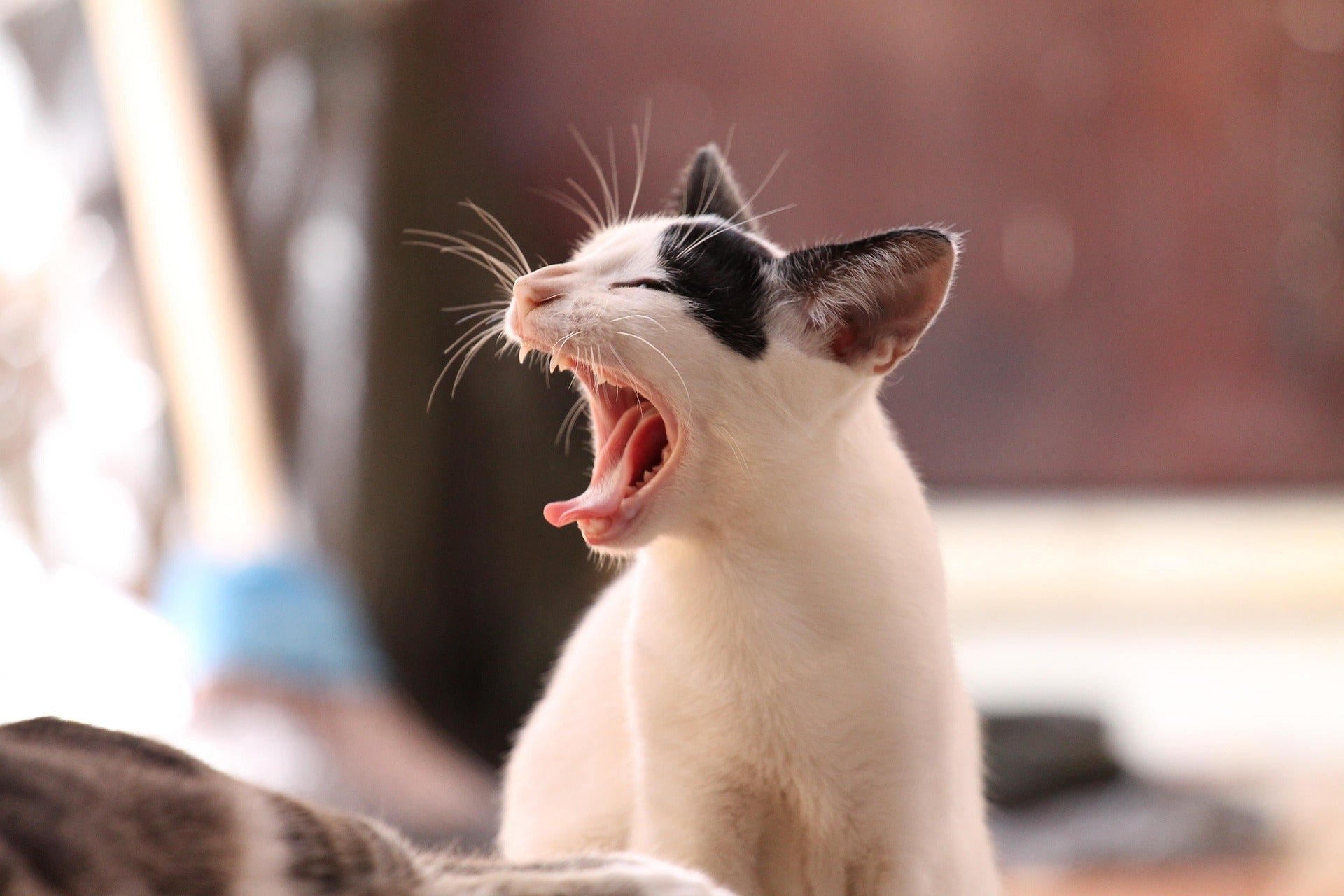 Flea treatment for cats with sensitive skin in New Zealand