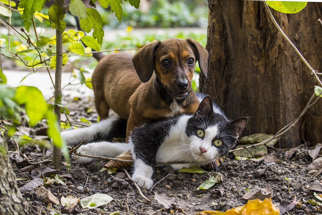 Common Side Effects of Flea, Tick & Worm Treatments in NZ: What to Watch For