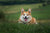 Long-Acting vs Monthly Parasite Protection for Dogs in NZ