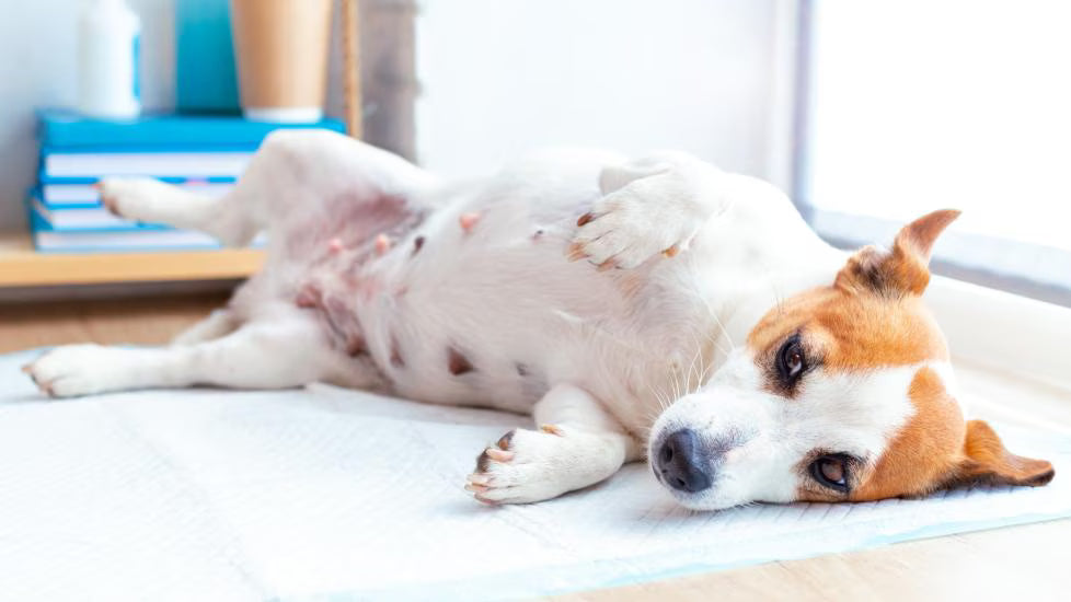 Pregnant and lactating dogs in New Zealand: parasite control
