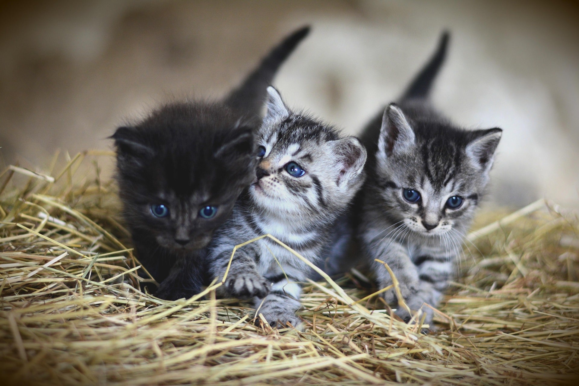 Revolution Plus vs Revolution Original for Cats: Which Fits Your Home?