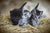 Revolution Plus vs Revolution Original for Cats: Which Fits Your Home?