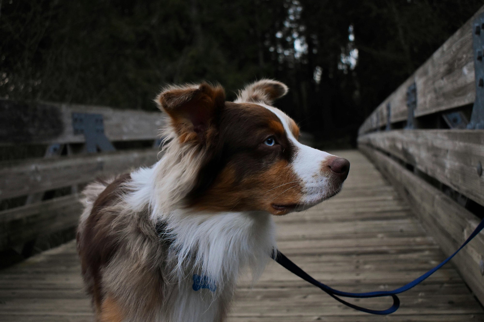 Flea treatment for dogs in Australia