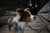 Flea treatment for dogs in Australia