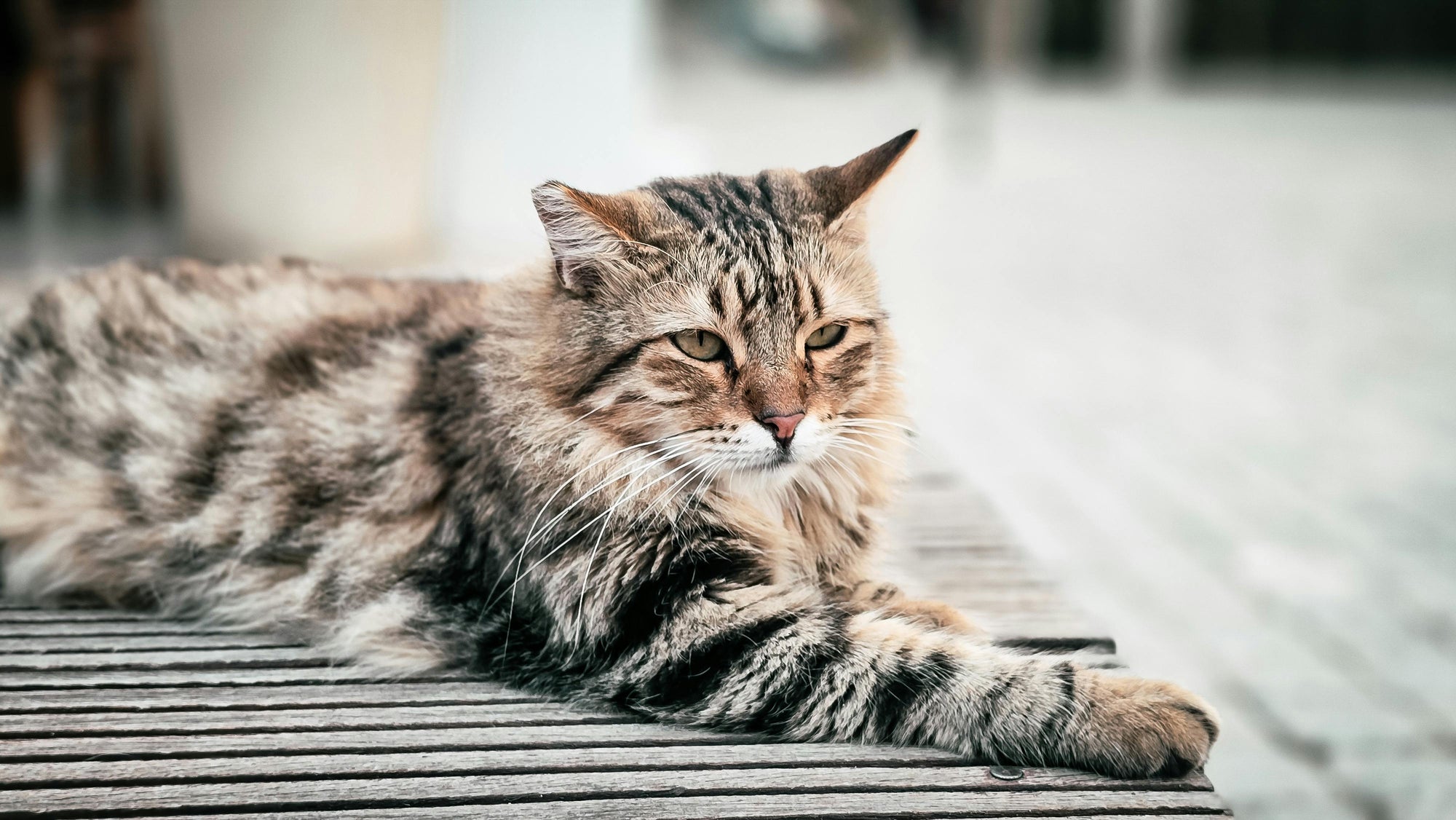 Flea treatment for cats in Australia