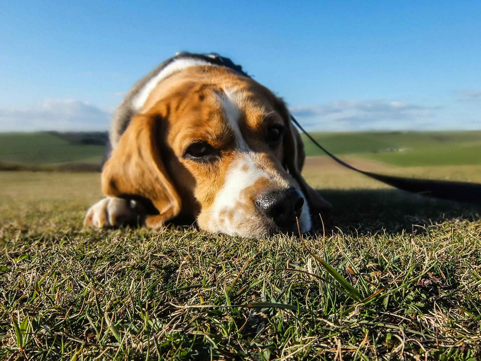 Sheep measles tapeworm risk for farm and rural dogs