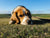 Sheep measles tapeworm risk for farm and rural dogs