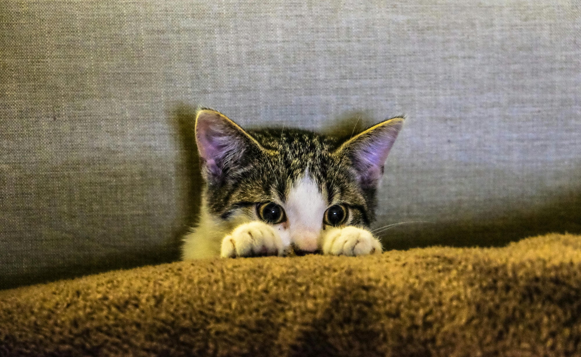 Flea control for anxious or rescue cats in New Zealand