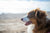 Tick prevention for dogs in Australia