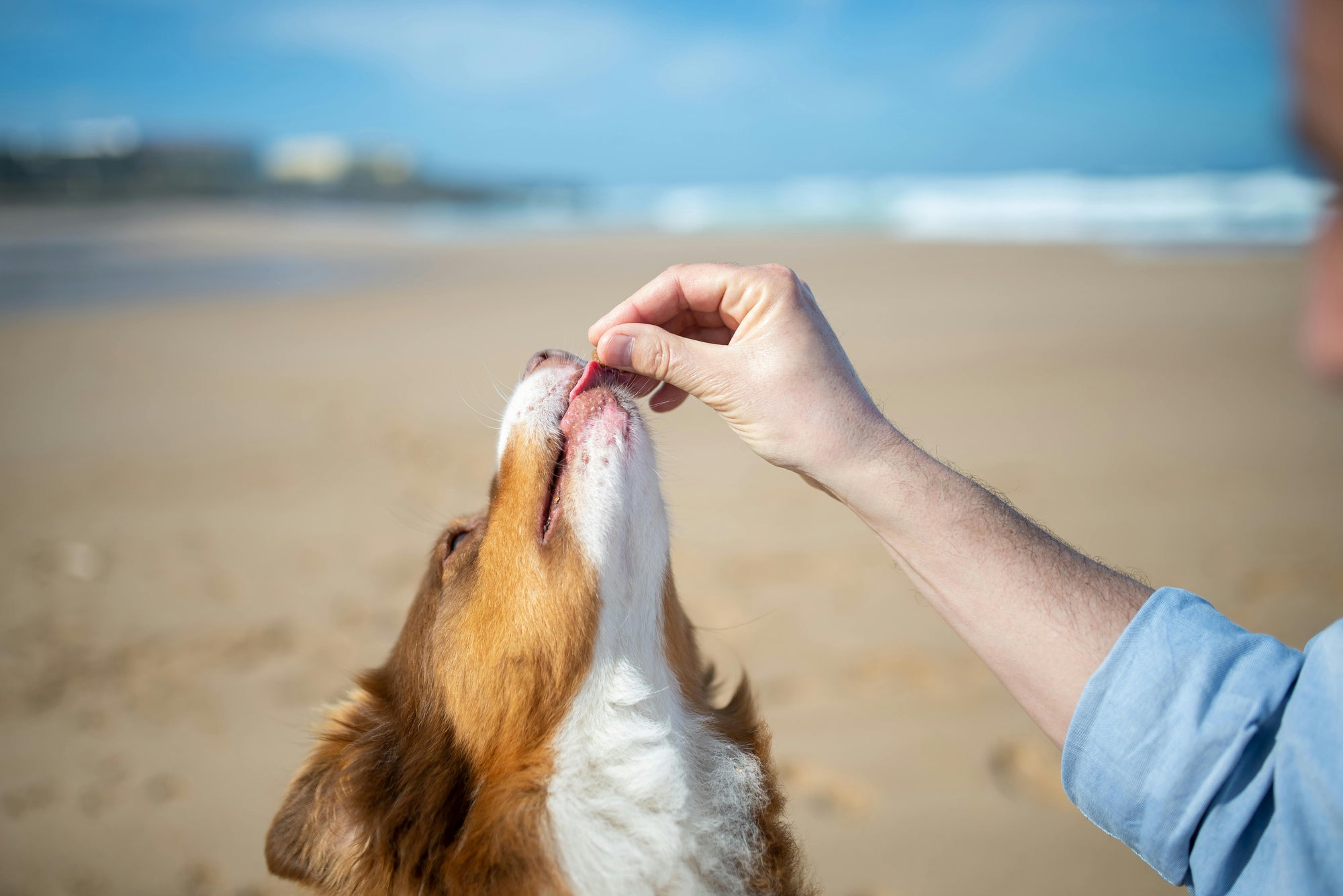 Natural flea remedies: what works and what to avoid
