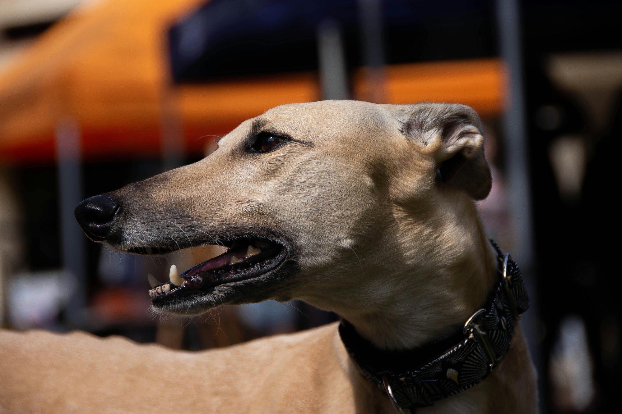 Flea treatment for dogs with sensitive skin in New Zealand