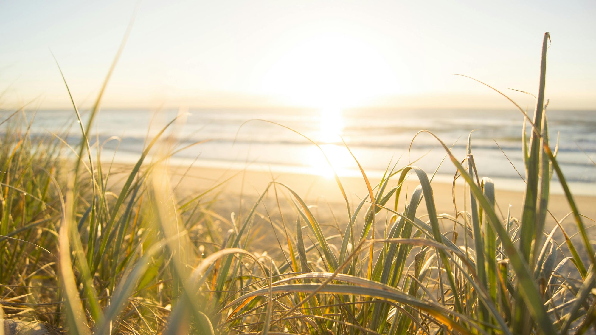 Tick awareness for coastal regions in New Zealand