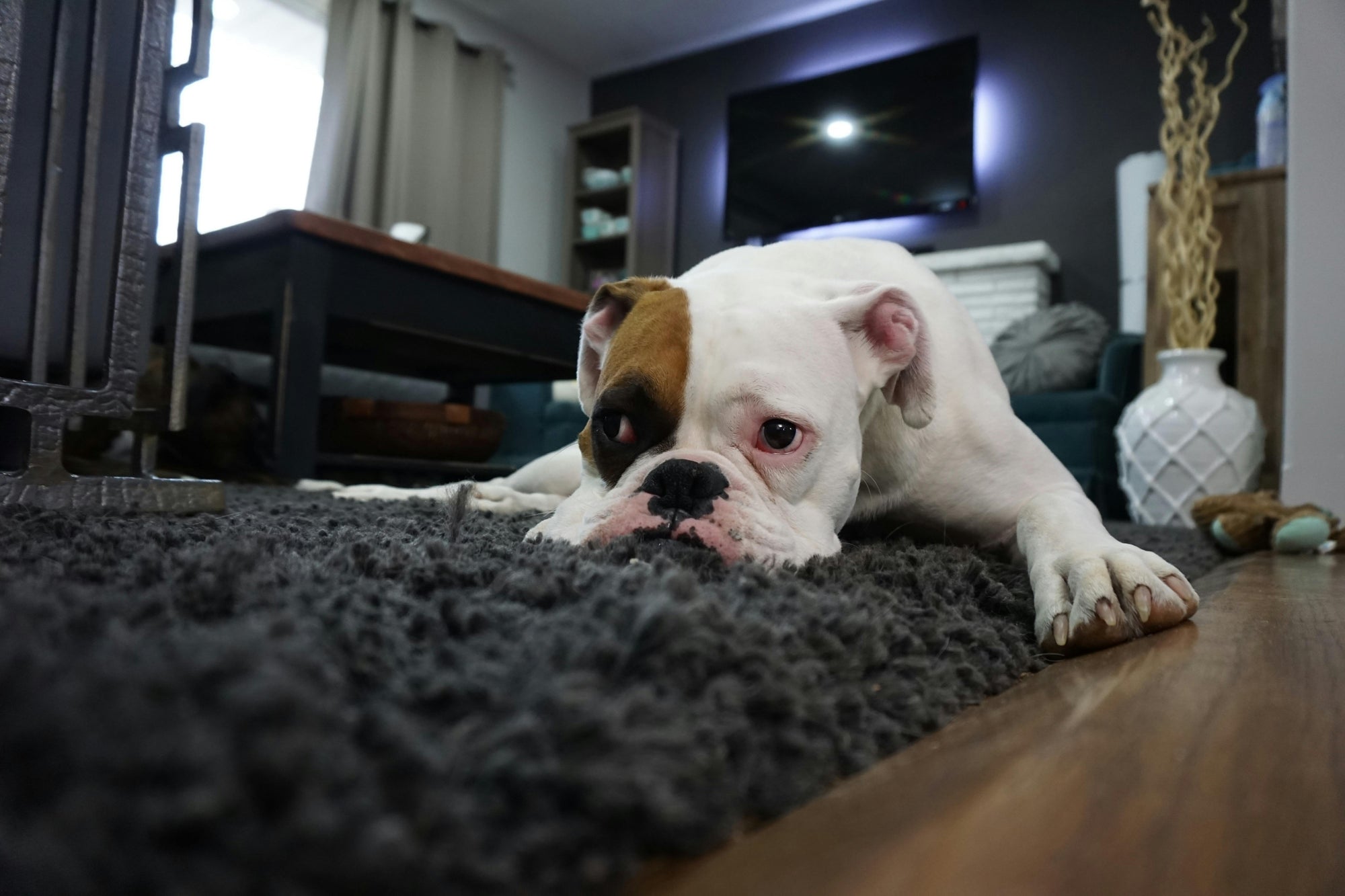 Parasite control for allergy sensitive homes in New Zealand